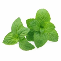 100 ml Aroma Minze  ***GROSSPACKUNG***