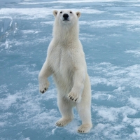 100 ml Aroma WickyFresh  ***GROSSPACKUNG***